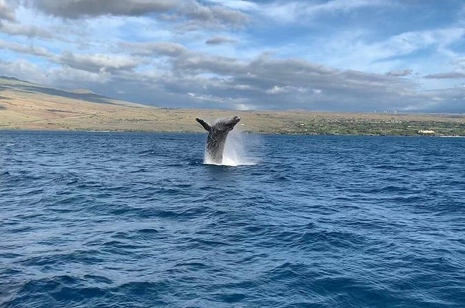Sunset Whale Watching Shared Activity - Price and what $157.18 actually buys you