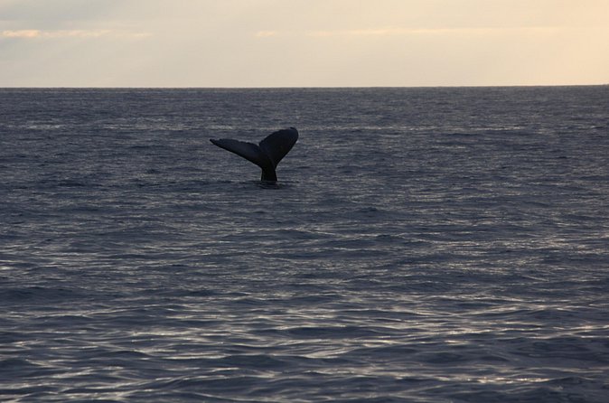 Sunset Whale Watching Shared Activity - Meeting point at 61-3665 Akoni Pule Hwy: Kawaihae logistics in plain terms
