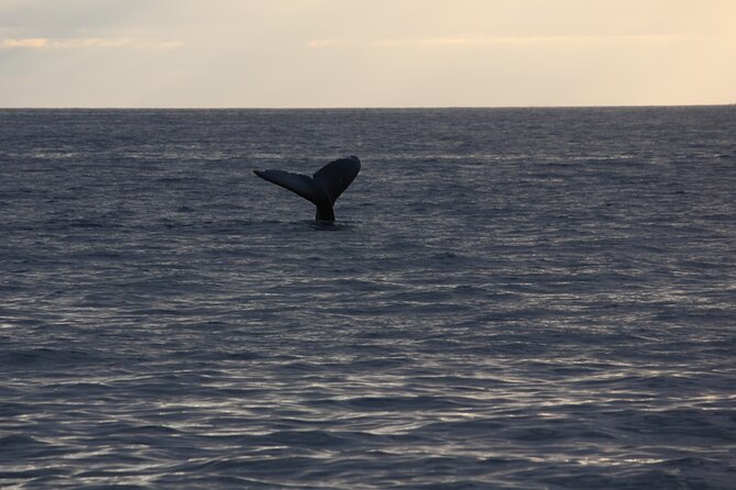 Sunset Whale Watching Shared Activity - Crew energy: marine naturalists, easy going spotting, and real names