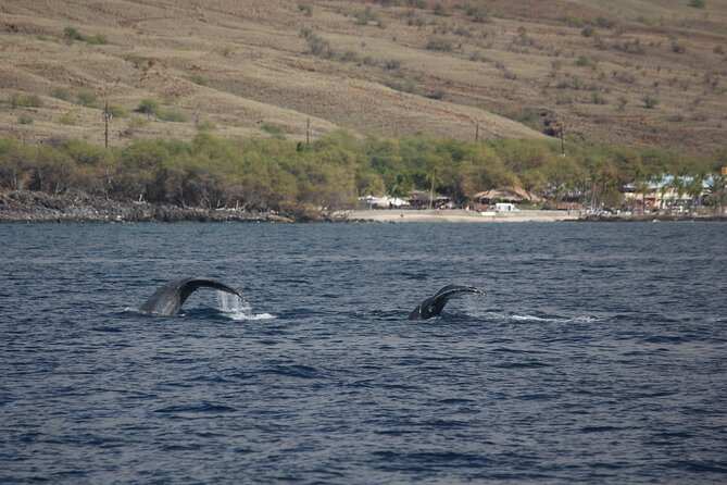 Sunset Whale Watching Shared Activity - Who should book this sunset whale watch, and who might choose something else?