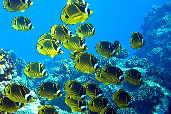 Tropical Reef & Wildlife Boat Snorkel Adventure - Key highlights you’ll care about