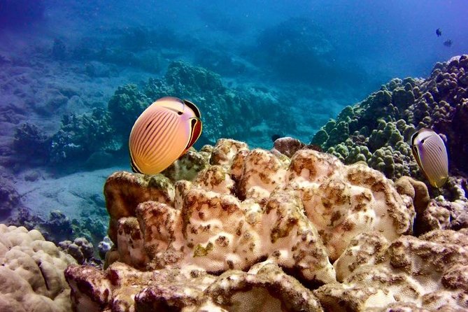 Tropical Reef & Wildlife Boat Snorkel Adventure - Starting at Hilo Ocean Adventures: your morning on the water