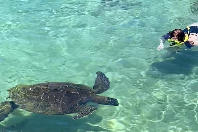 Tropical Reef & Wildlife Boat Snorkel Adventure - Snacks, local juice, and a more relaxed 2-hour pace