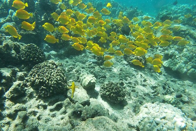 Two Reef Snorkel Trip-See Captain Cook Monument & Sea Caves - Key things I’d remember before you go