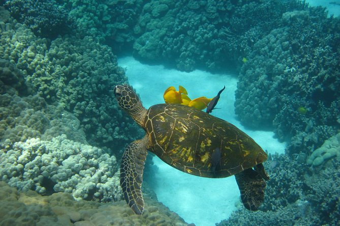 Two Reef Snorkel Trip-See Captain Cook Monument & Sea Caves - A 5-hour Kona day built around two snorkel habitats