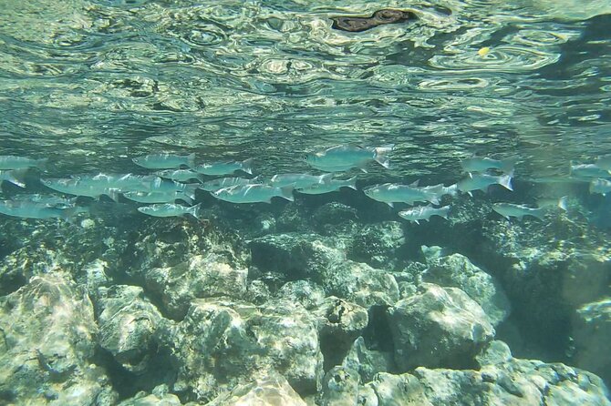 Two Reef Snorkel Trip-See Captain Cook Monument & Sea Caves - Who should book this Kona two-reef snorkel trip