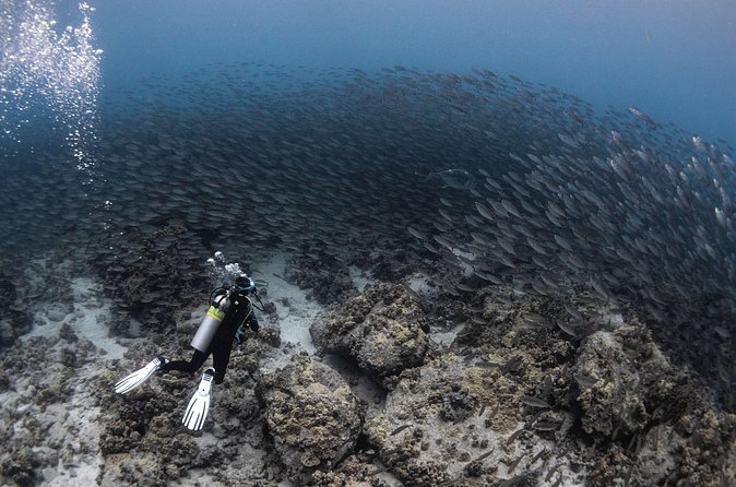 Two Tank Morning Reef Dive and Snorkel - Snorkeling alongside scuba: how the mixed-group setup helps
