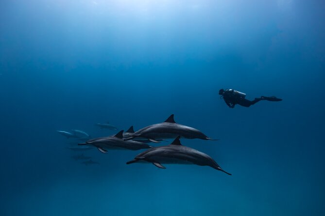 Two Tank Morning Reef Dive and Snorkel - Price and value: $195 makes sense when you account for the extras