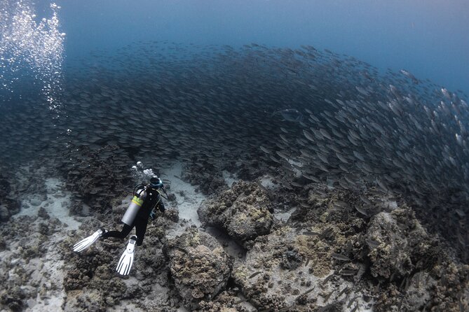Two Tank Morning Reef Dive and Snorkel - Getting the most out of your morning: what to say before you go