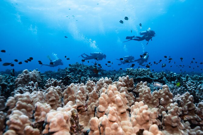 Two Tank Morning Reef Dive and Snorkel - Weather and timing: the boring stuff that controls your fun
