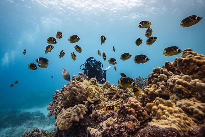 Two Tank Morning Reef Dive and Snorkel - Reef life and volcanic features: what you’re likely to see