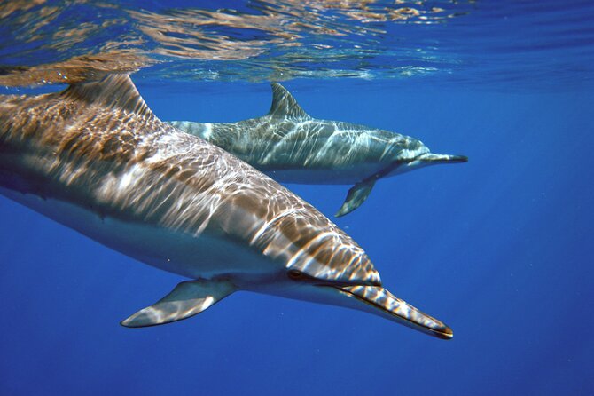 Two Tank Morning Scuba Dive - Key Highlights You’ll Feel Right Away
