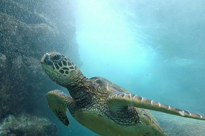 Ultimate Ocean Encounters Midday Snorkel - Key things I’d pencil into your day