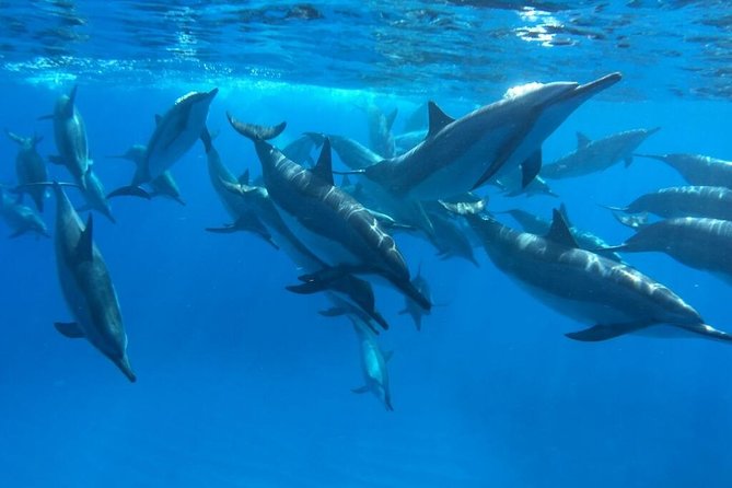 Ultimate Ocean Encounters Midday Snorkel - Midday on Kona: why a 1:00 pm start feels smarter