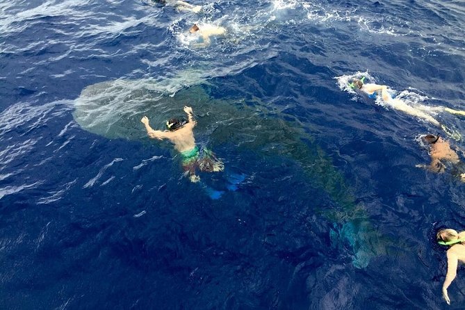 Ultimate Ocean Encounters Midday Snorkel - The boat ride: dolphins, smooth boarding, and keeping it comfortable