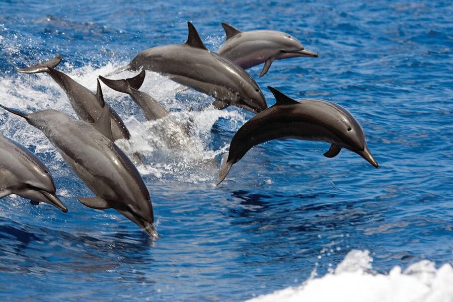 Waikoloa Catamaran Snorkel & Sail Adventure with Lunch - Key things to know before you go