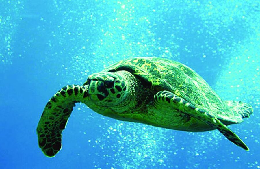 Waikoloa Catamaran Snorkel & Sail Adventure with Lunch - Snorkeling basics done right: gear, safety briefing, and turtle spotting