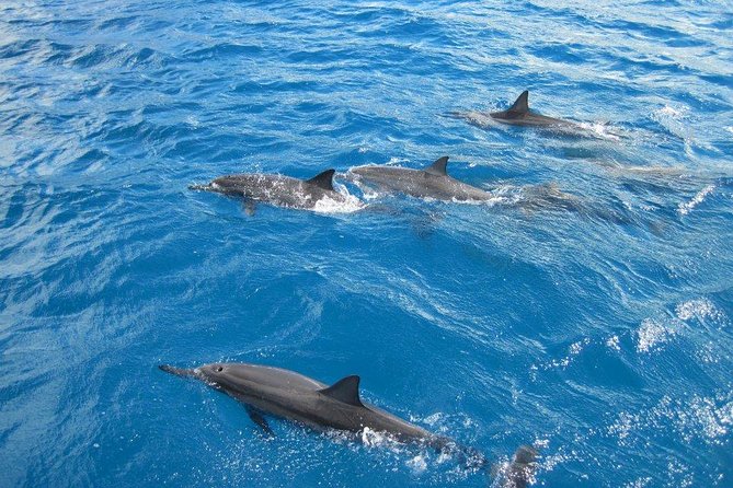 Waikoloa Catamaran Snorkel Sail Including Lunch - Key things to know before you go