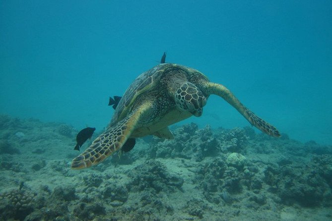 Waikoloa Catamaran Snorkel Sail Including Lunch - Wildlife chances: dolphins, turtles, and why some days feel better