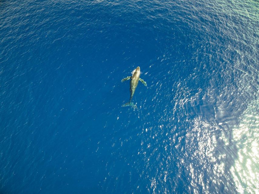 Waikoloa Deluxe Catamaran Whale Watch - Who should book this whale watch?