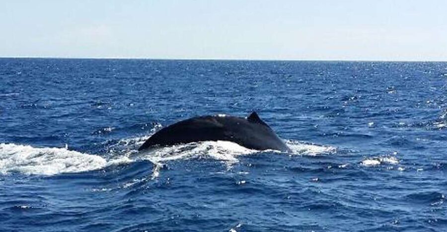 Waikoloa Deluxe Catamaran Whale Watch - Winter whale energy, with a practical Big Island base