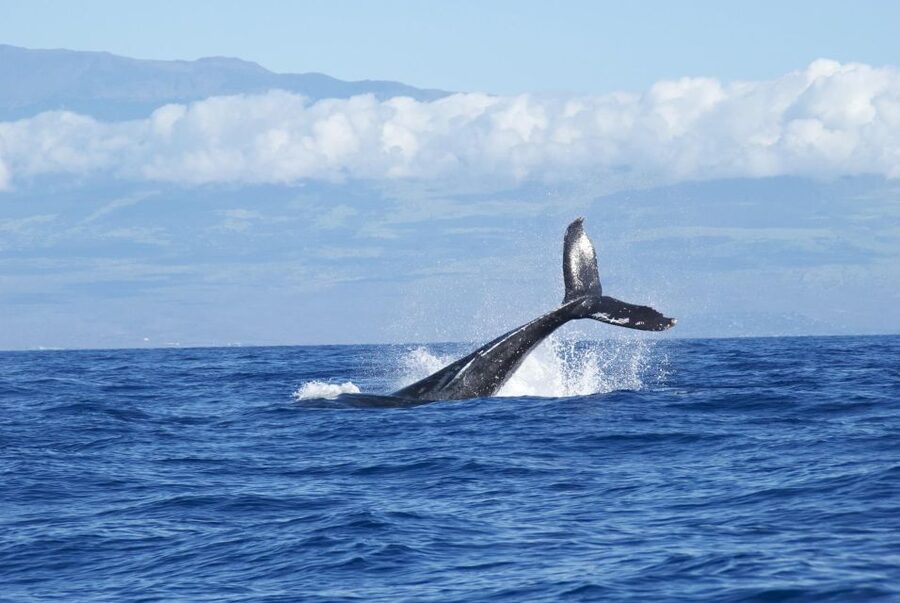 Waikoloa Deluxe Catamaran Whale Watch - Crowd levels and spotting odds: a real-world consideration