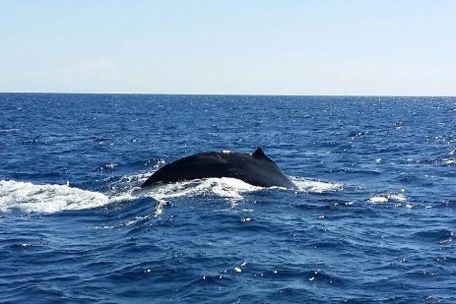 Waikoloa Deluxe Catamaran Whale Watch - Choosing Holona (morning powerboat) or Spirit of Aloha (afternoon catamaran)