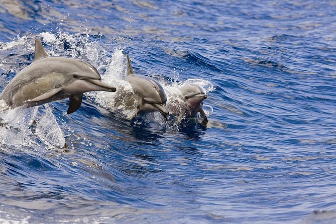 Waikoloa Deluxe Whale Watch - Key Highlights to Know Before You Go