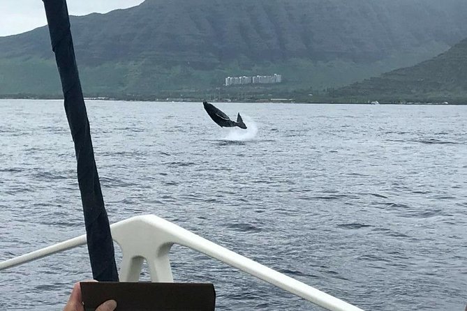 Waikoloa Deluxe Whale Watch - What You’re Really Paying For: The Value of a Small, Focused Cruise