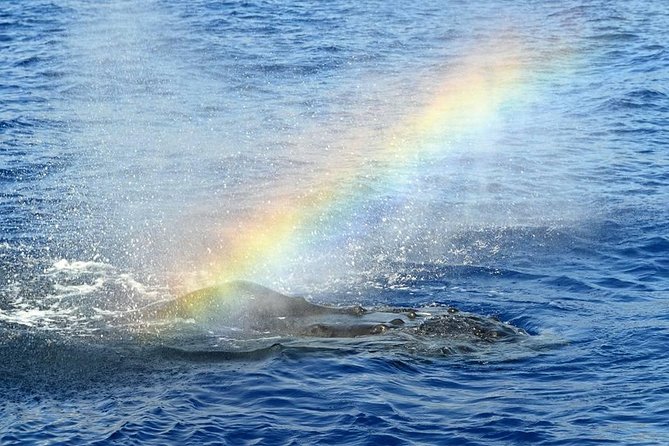 Waikoloa Deluxe Whale Watch - Timing: Choosing a Departure Slot That Fits Your Day
