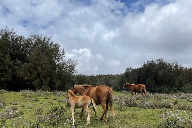 Waipi’o on Horseback: Mountain Ocean Views Working Cattle Ranch - The Ranch Stops That Make the Ride Meaningful