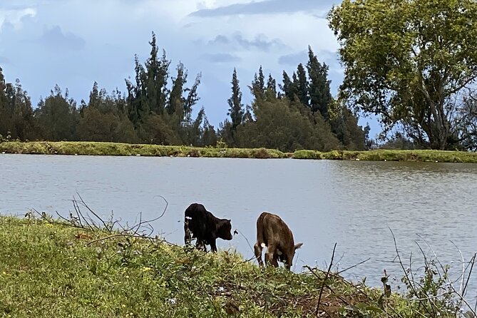 Waipi’o on Horseback: Mountain Ocean Views Working Cattle Ranch - Fruit Sampling: Farm-to-Saddle Memories