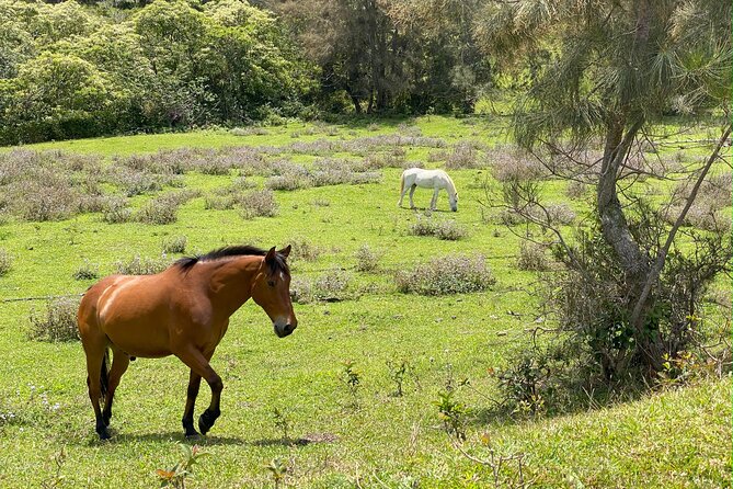 Waipi’o on Horseback: Mountain Ocean Views Working Cattle Ranch - Who This Tour Suits Best (And Who Might Skip It)