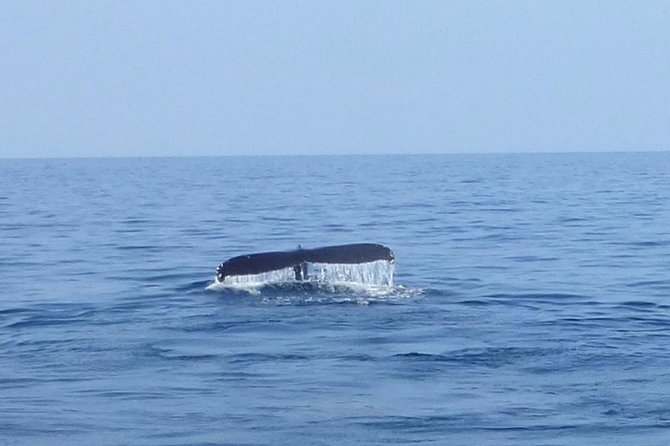 Wake Up With the Whales Cruise on Seasmoke - Why this 8:00 am whale watch often feels better