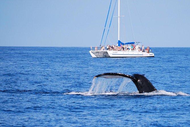 Wake Up With the Whales Cruise on Seasmoke - The 90-minute plan: what happens on the water