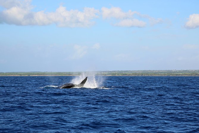 Wake Up With the Whales Cruise on Seasmoke - Getting to ʻAnaehoʻomalu Beach without losing your morning