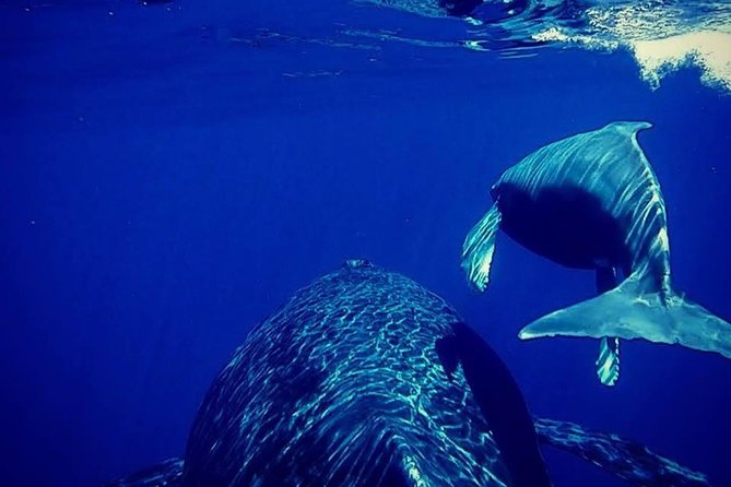 Whale Watch Excursion from the Big Island - Getting to the Kailua Kona pier: parking and no hotel pickup
