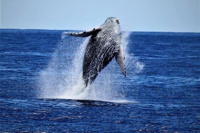Whale Watch Excursion from the Big Island - The hydrophone experience: hearing whale songs, not just seeing splashes