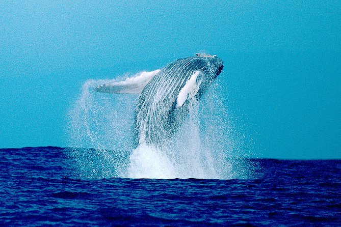 Whale Watch Excursion from the Big Island - Time out on the water: why crew positioning can make or break the view
