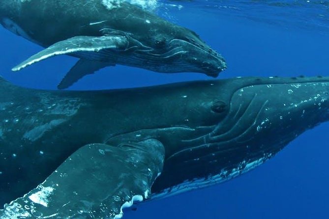 Whale Watch Excursion from the Big Island - Stop 2 near Body Glove Cruises: your turning point and return
