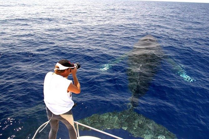 Whale Watch Excursion from the Big Island - What’s included: snacks, drinks, and a cash bar