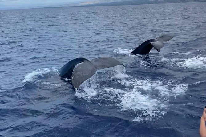 Whale Watching on Big island - Key Things You’ll Notice on This Big Island Whale Watch