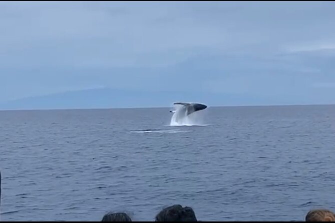 Whale Watching on Big island - Honokohau Harbor and the Simple 2.5-Hour Plan