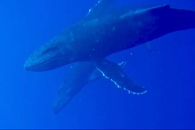 Whale Watching on Big island - Snacks and Drinks Included: Comfort That Really Helps