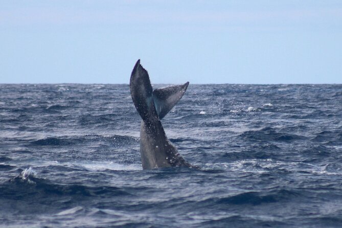 Whale Watching on Big island - The Reality of Distance: When You Want Closer Views