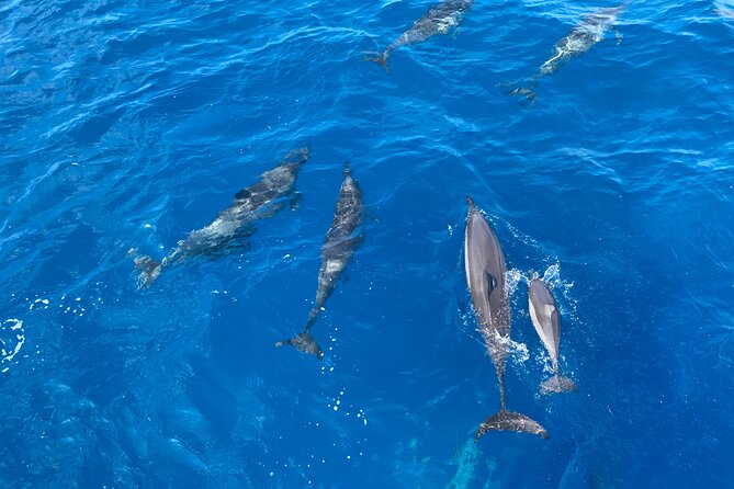 Whale Watching on Big island - Choppy Water, Wind, and Safety-First Decisions