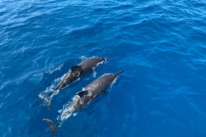 Whale Watching on Big island - Price Value: What $80 Buys You Here