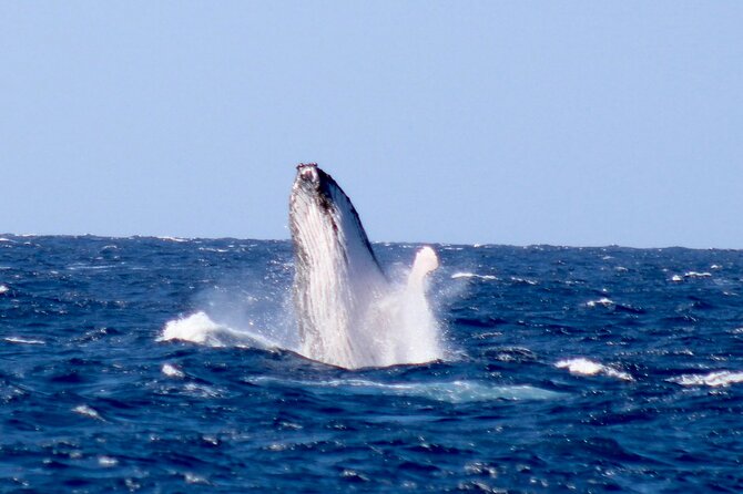Whale Watching on Big island - Where You’ll Start, What You’ll Bring, and How to Avoid Stress