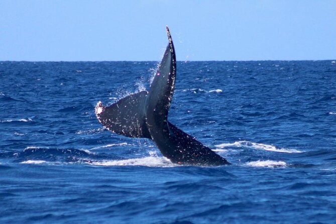Whale Watching on Big island - Boarding a Modern Catamaran Built for Open Ocean