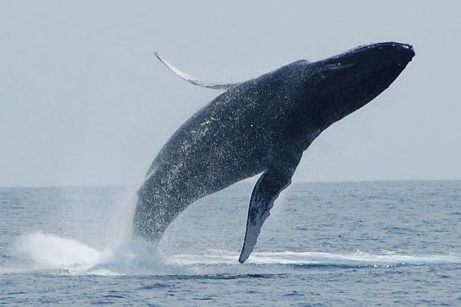 Whale Watching On The Big Island - Key Things That Make This Whale Watch Worth Your Time